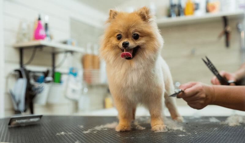 Pomeranian shop grooming kit