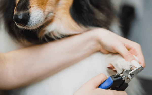 trimming nails