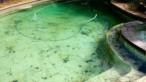 algae in the pool