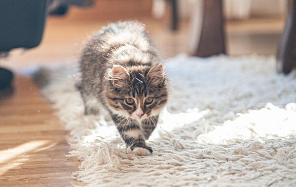 pet on shag rug