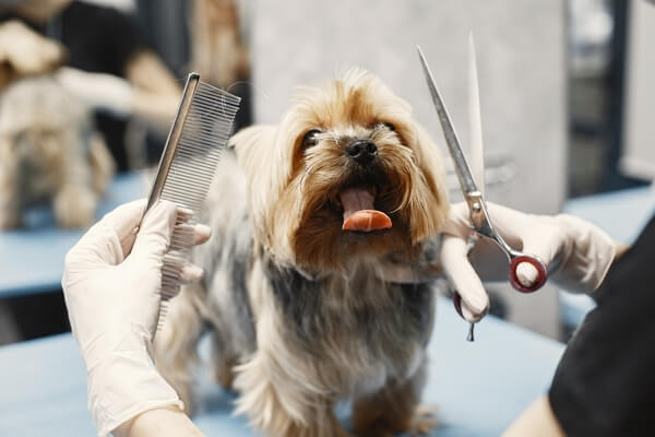 dog grooming