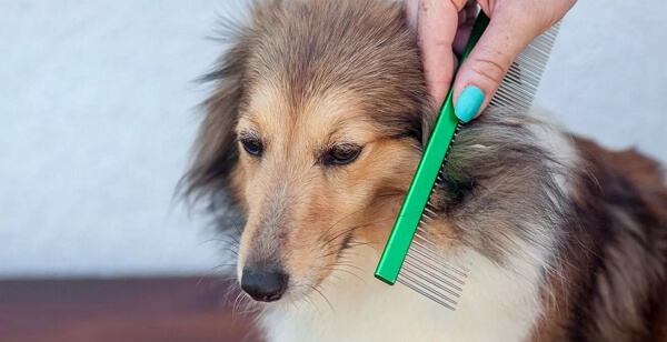 dog matted fur