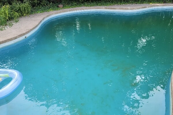 dead algae in pool