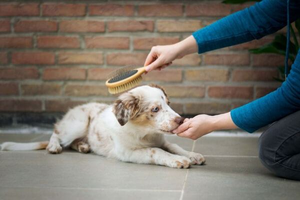 groom short-haired dogs