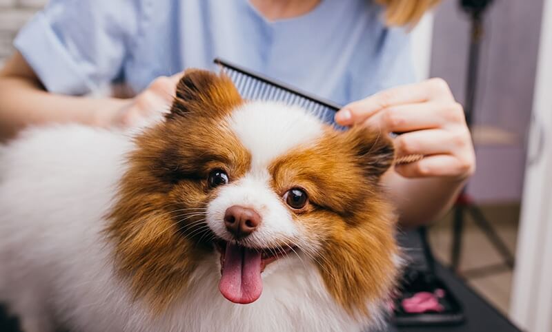 grooming vacuum for dogs