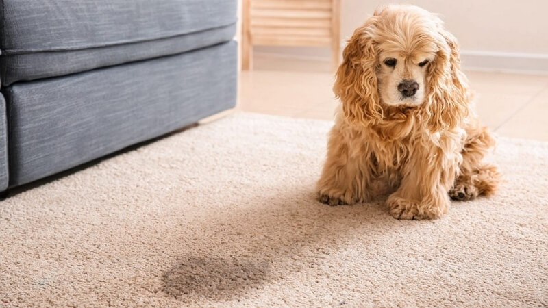 Dog hotsell hair carpet