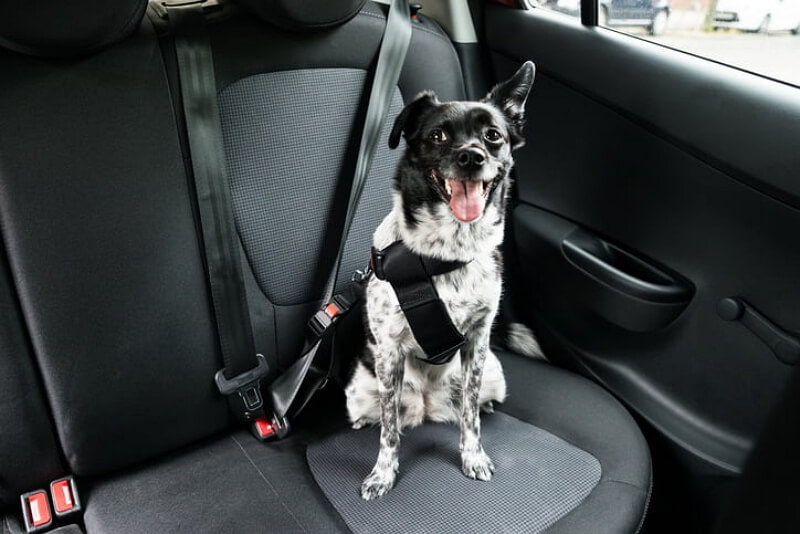 how to vacuum dog hair from car