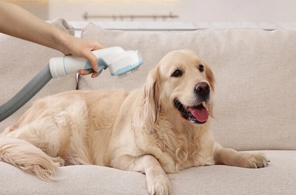 keep a pet vacuum at home