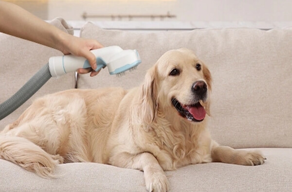 All You Need to Know] Pet Vacuum vs Regular Vacuum