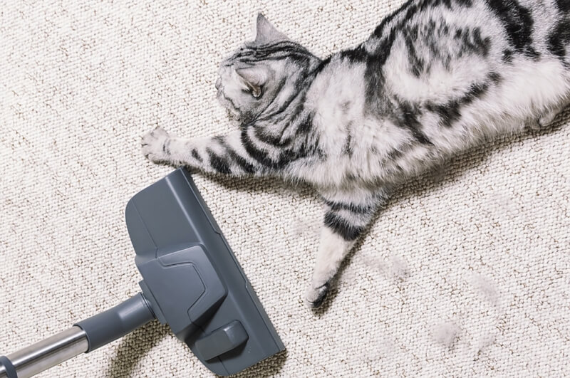 pet vacuum vs regular vacuum