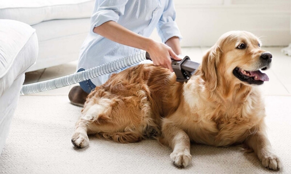 vacuum dogs